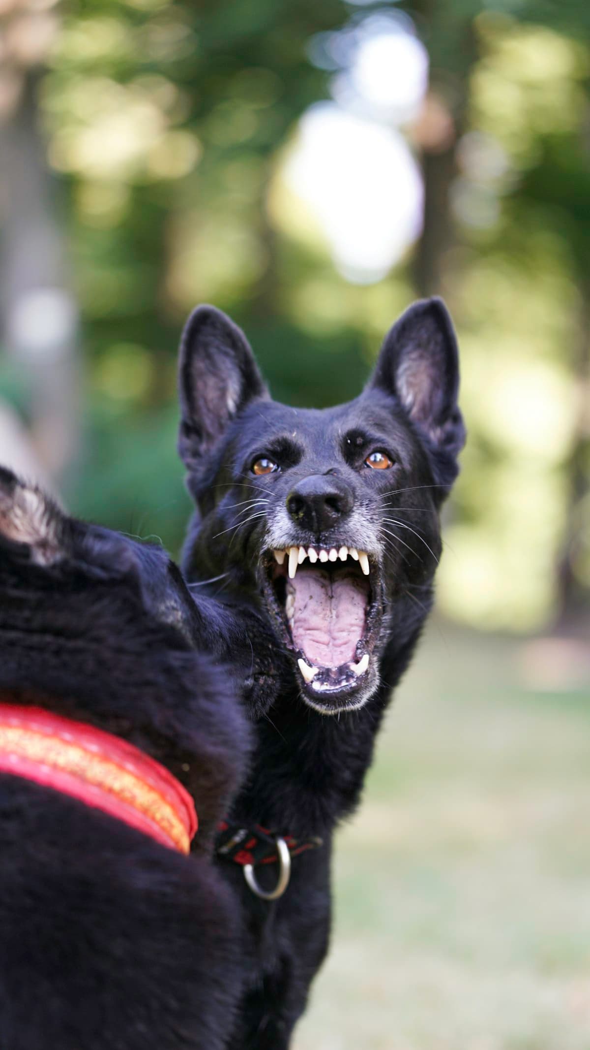 Intense German Shepherd with a watchful expression